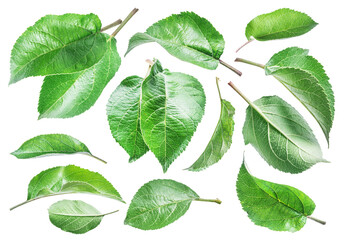 Set of fresh green perfect apple leaves on white background. File contains clipping paths.