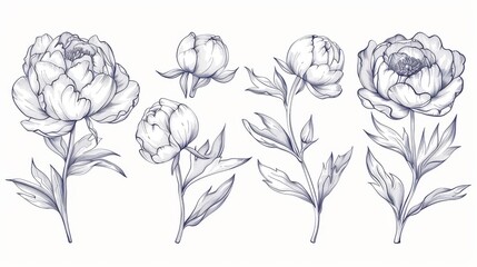 White background with hand-drawn peonies, line-art