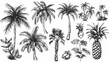 © Антон Сальников - A black and white doodle element set with palm trees illustrating a tropical plant painting. A collection of isolated tropical vacation clipart in vintage art style.