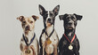© ksu_ok - Three award-winning dogs proudly posing with medals against a neutral background.