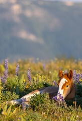 Wall Mural - Cute Wild Horse Foal in Summer in the Pryor Mountains Montana