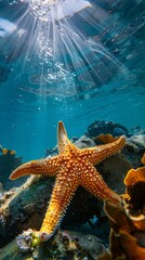Wall Mural - A starfish is on a rock in the ocean