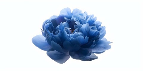 Canvas Print - Watercolor navy blue peony flower isolated on white background for wedding design. Concept Wedding Design, Navy Blue Peony, Watercolor Illustration, Floral Art, White Background