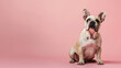 © Orly - Adorable French Bulldog Puppy on Pink Background