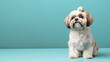 © Orly - Cute Shih Tzu with Topknot on Teal Background