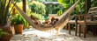 © Thanyaporn - A serene patio with a person relaxing in a hammock while their dog sleeps at their feet The lush greenery and tranquil setting highlight the peaceful coexistence of pets and their owners