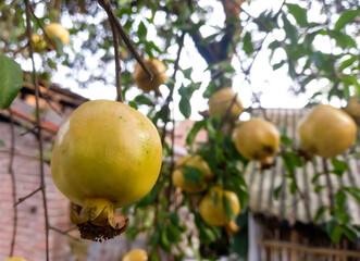 Wall Mural - Pomegranate - Punica Granatum, called Anar or Dalim or Bedana fruit tree from Bangladesh. Granada Types Of Fruits And Vegetables, Garden Trees.