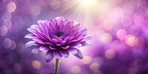 Wall Mural - Close up of a purple flower with dreamy background, purple, flower, close up, dreamy, background, nature, botanical, beauty, vibrant