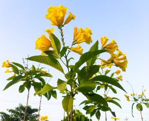 Wall Mural - Yellow flower, Cyananthus flavus flower at natural background. 