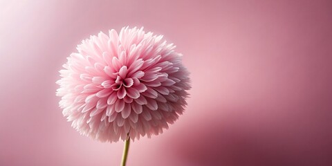 Wall Mural - Fluffy and soft pink flower in render, pink, flower, soft, fluffy, pastel, three-dimensional, isolated, delicate, beauty
