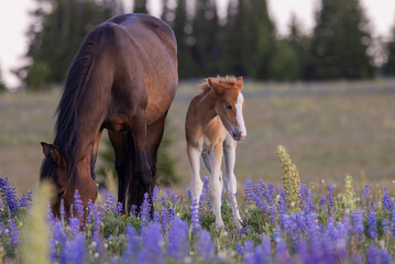 Wall Mural - wild horse mare and foal in summer in the pryor mountains montana