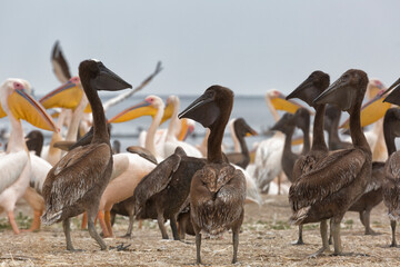 Wall Mural - Pink pelicans with chicks on the shore of Lake Manich-Gudilo in Kalmykia, Russia