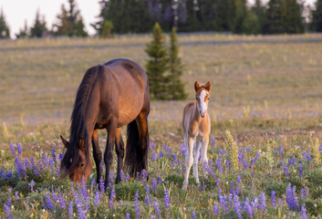 Wall Mural - wild horse mare and foal in summer in the pryor mountains montana