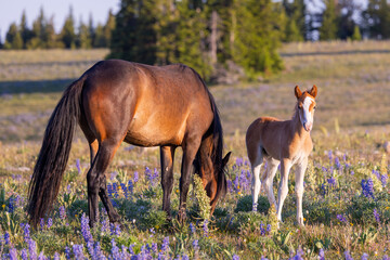 Wall Mural - Wild Horse Mare and Foal in Summer in the Pryor Mountains Montana