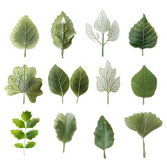 Various green leaves, leaf isolated on a white background