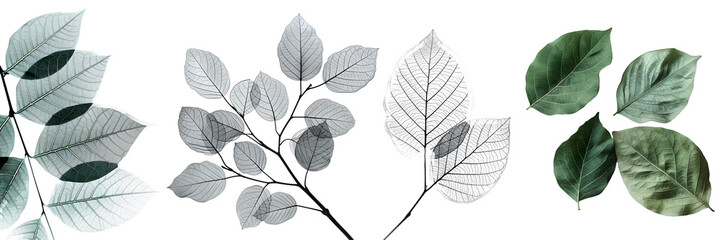 Various green leaves and leaf skeleton on transparent background