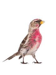 Wall Mural - Common Redpoll  isolated on white background