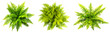 © Chadys - green fern plants in top view isolated on transparent or white background