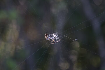 Wall Mural - Spider weaves a web