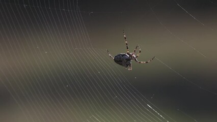 Wall Mural - Spider weaves a web Spider