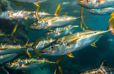 Wall Mural - A school of yellowtail fish swimming in the clear blue waters