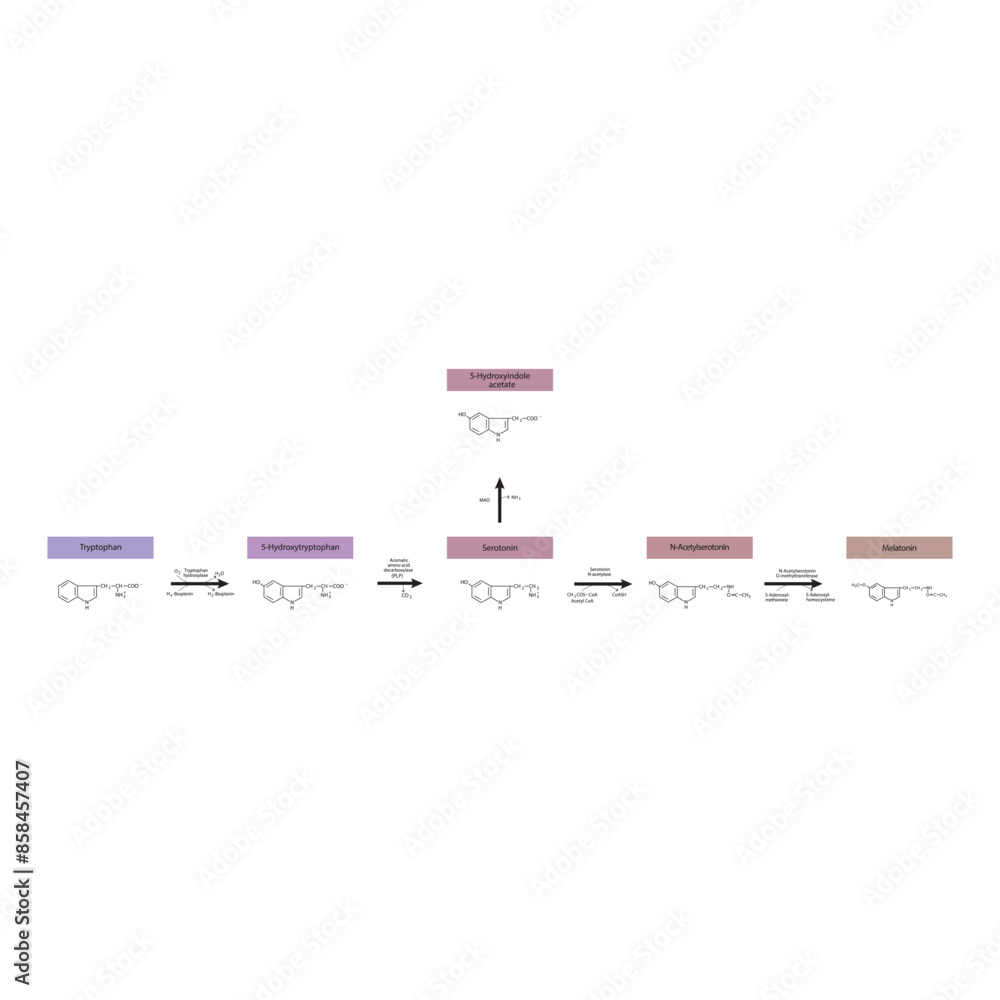 Diagram showing biosynthesis of Melatonin from Tryptophan via enzymatic ...
