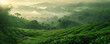 © AI_images - A serene tea plantation at dawn background with misty hills, orderly rows of tea plants, and the textures of lush greenery and tranquil ambiance, creating a peaceful and picturesque agricultural
