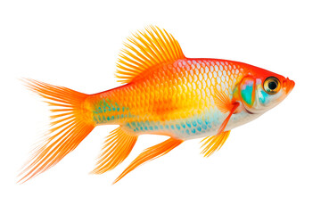 Poster - Platy fish isolated on white or transparent background. Close-up of orange fish, side view. A graphic design element to be inserted into a project.