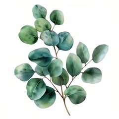 Wall Mural - A watercolor painting depicting a branch of eucalyptus leaves against a white background, showcasing delicate green shades and detailed leaf veining.