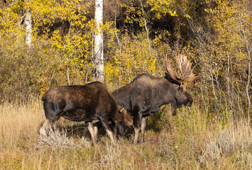 Wall Mural - Bull and Cow Moose Rutting in Autumn in Wyoming