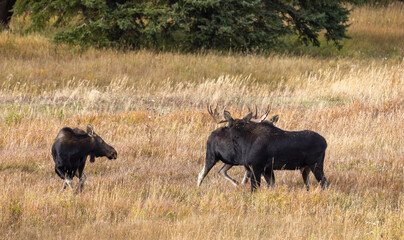 Wall Mural - Bull Moose With Cows During the rut in Autumn in Wyoming