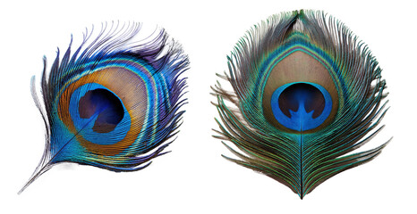 close up tip of peacock feather, png isolated transparent background