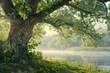 © SKIMP Art - In the foreground is an old oak tree with green leaves, behind it a foggy river in summer at sunrise, a grassy meadow Generative AI