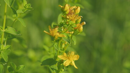 Wall Mural - Yellow flowers of st. John s wort in the sunny sunset. Medicinal plant st john s wort grows on meadow.