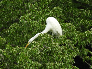 Wall Mural - A great white egret perched in wetland forest trees, within the Bombay Hook National Wildlife Refuge, Kent County, Delaware. 