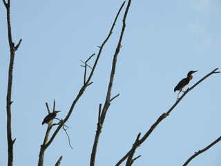 Wall Mural - Green herons, high up in the trees, within the wetland forest of the Bombay Hook National Wildlife Refuge, Kent County, Delaware. 