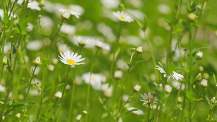 Wall Mural - Chamomile flower is lightly swayed in the wind. Warm day light illuminates the petals. Selective focus.