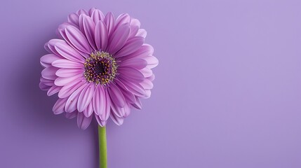 Wall Mural - An adorable and stunning flower with space for text against a solid background.