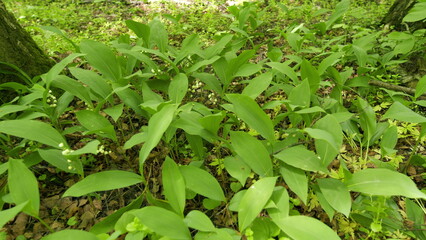 Wall Mural - Blossoming flowers of lily of the valley swaying in the light wind outdoors in summer forest. Slow motion.