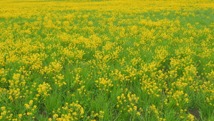 Wall Mural - Blooming yellow rapeseed flower swaying in the wind. Materials for the production of oil. Wide shot.