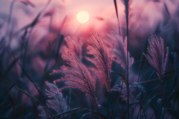 Closed up wild grass flower in dark tone over blur nature background of sunset landscape