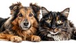 © panu101 - Delightful Canine and Feline Companions Posing Together on Transparent Background