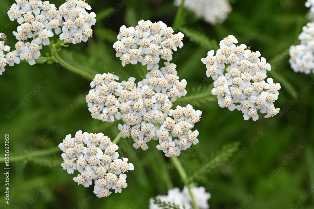 Soldiers Using Yarrow Yarrow white flowers. Asteraceae perennial herb. It has medicinal ...