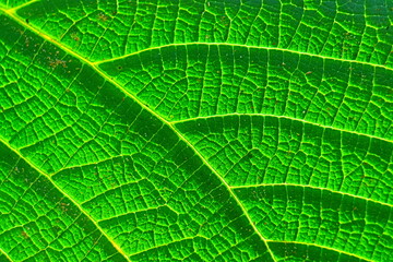 green leaf texture