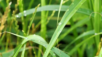 Poster - 水滴が付いた野原の植物