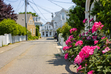 Pink flowers on historic street