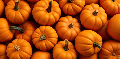 Wall Mural - fall pumpkin desktop backgrounds featuring a variety of orange and yellow pumpkins, with green and brown stems, arranged in a row from left to right