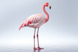 © Store at the corner - a Flamingo standing on an isolated background