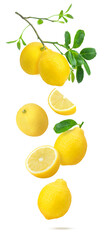 Wall Mural - Lemon with leaf and slices flying in the air isolated on white background.