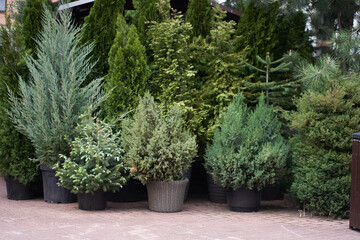 seedlings of shrubs and coniferous trees in pots in a plant nursery. a garden plant store. an outdoo